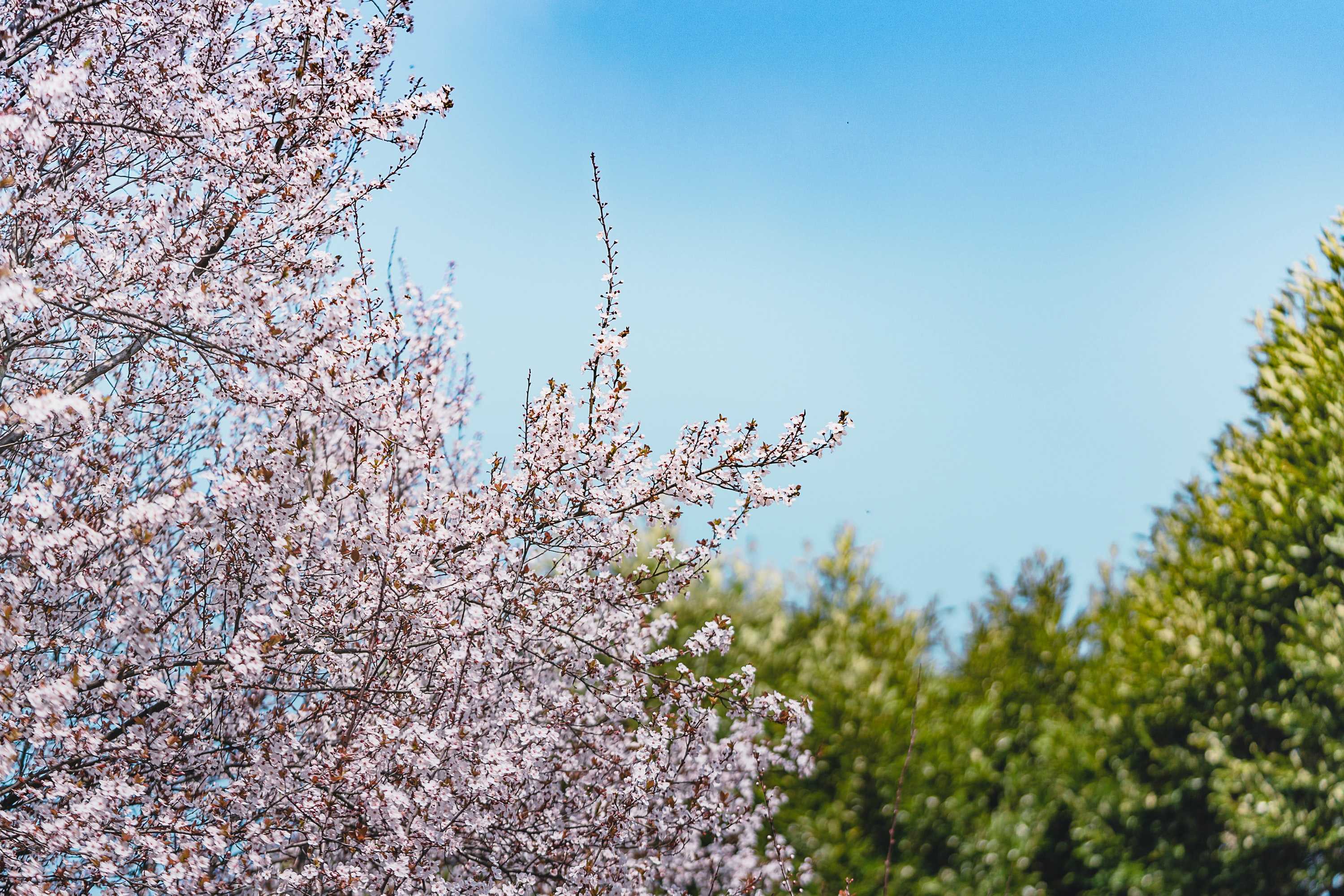 Photo d'un cerisier en fleurs'